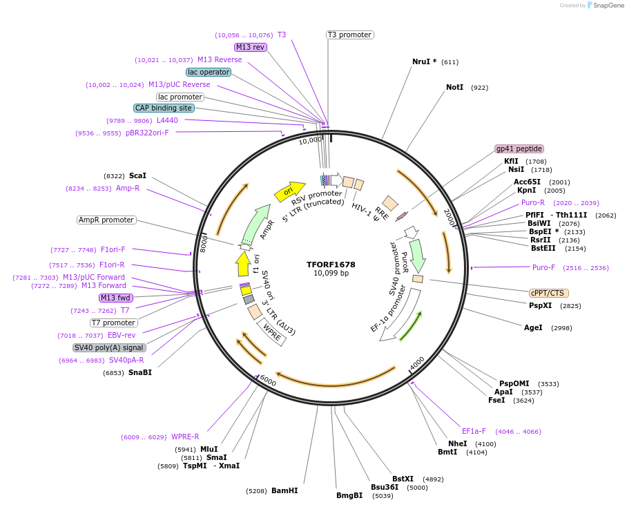 143834-plasmid-map-sequence-id-391574