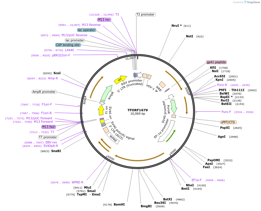 143835-plasmid-map-sequence-id-391575