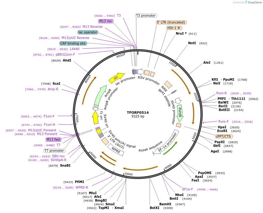 143882-plasmid-map-sequence-id-391580