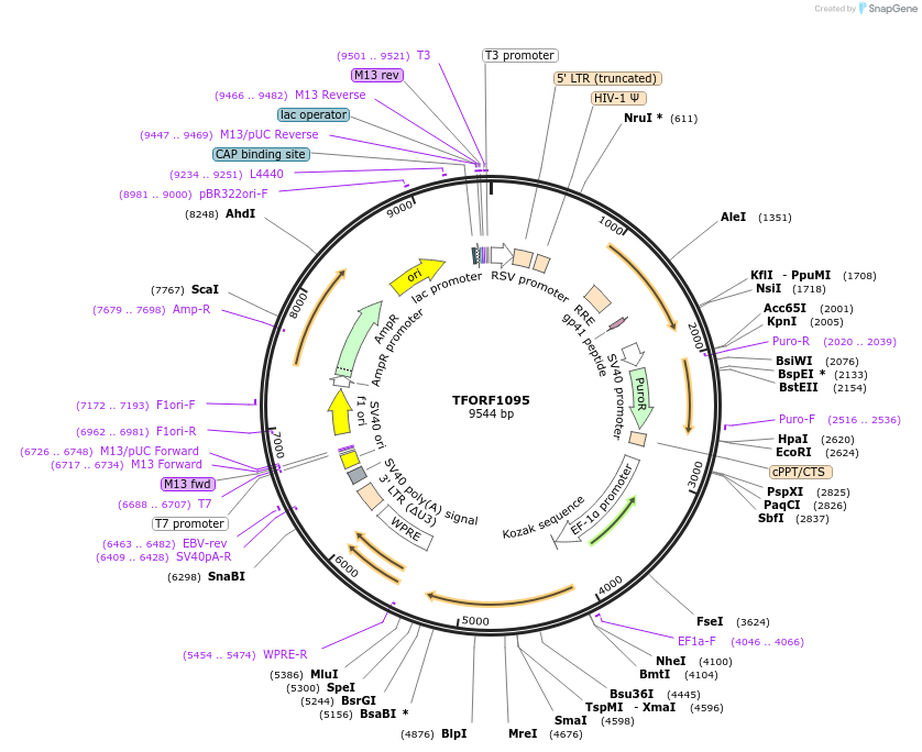 143923-plasmid-map-sequence-id-391582