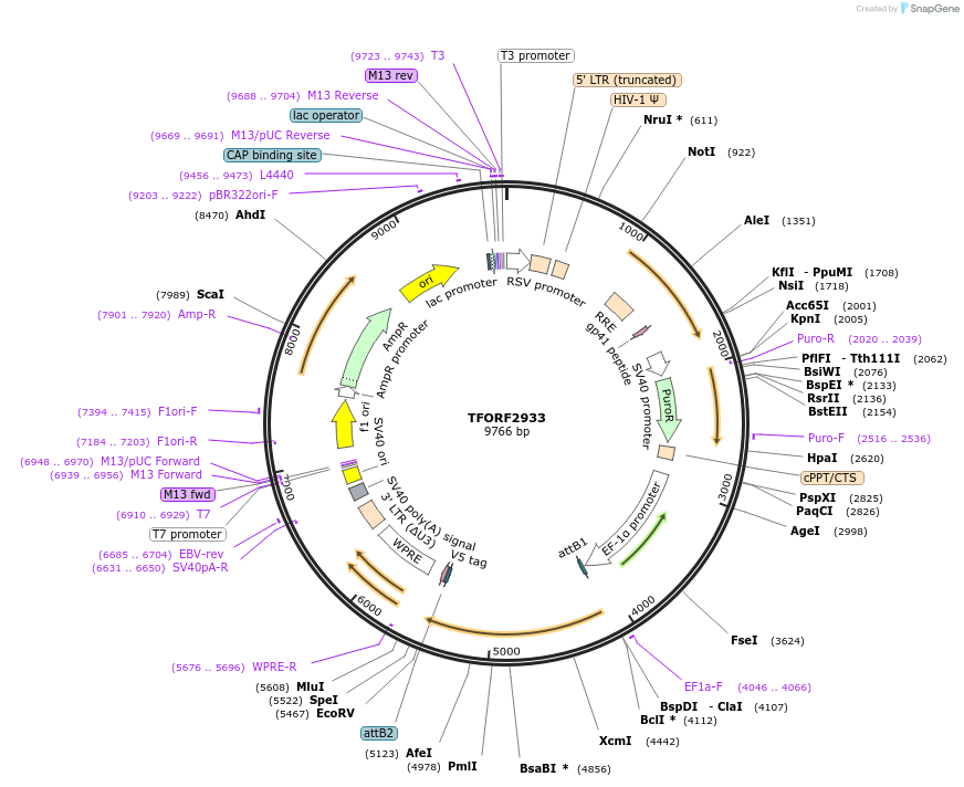 144409-plasmid-map-sequence-id-391586