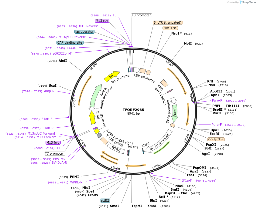 144411-plasmid-map-sequence-id-391587