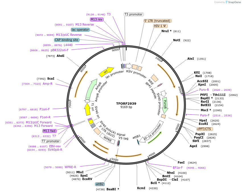 144415-plasmid-map-sequence-id-391589