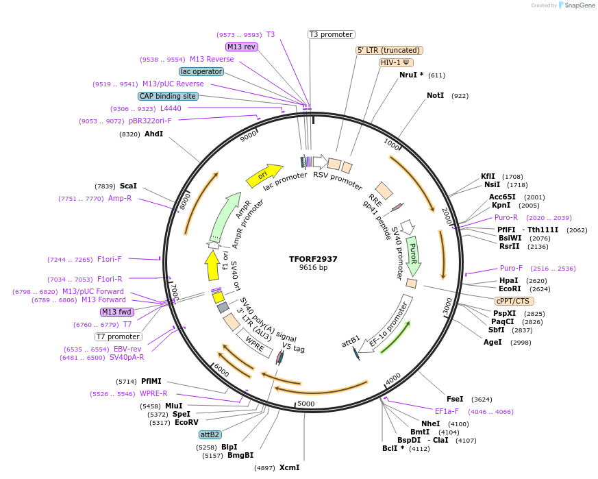 144413-plasmid-map-sequence-id-391590