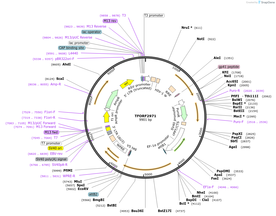 144447-plasmid-map-sequence-id-391596
