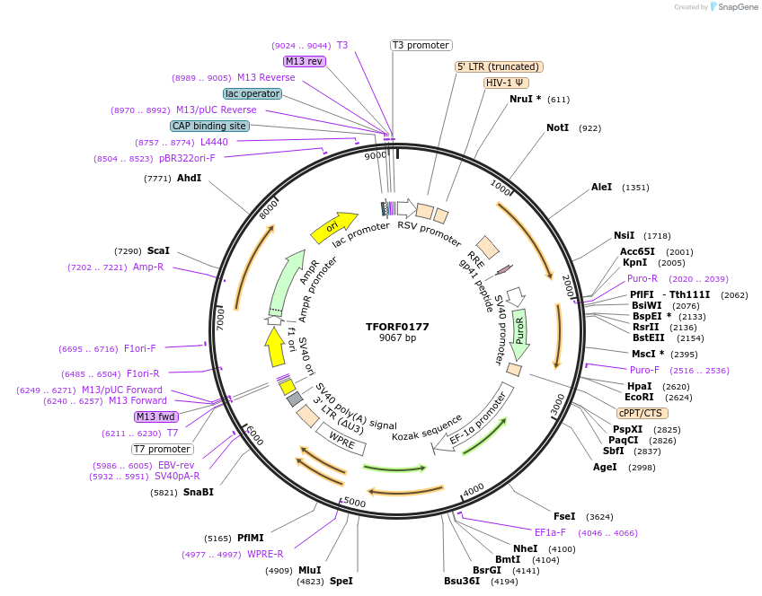 142475-plasmid-map-sequence-id-391607