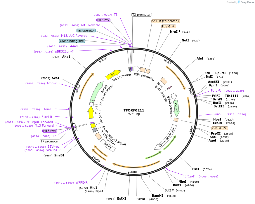 142484-plasmid-map-sequence-id-391610