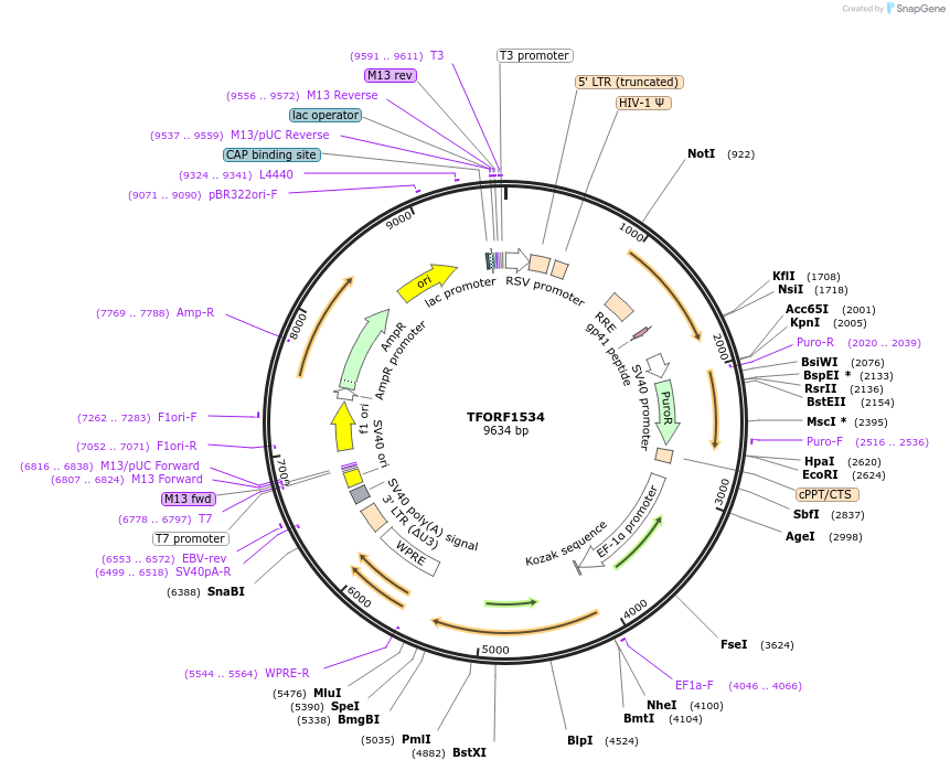 143516-plasmid-map-sequence-id-391613