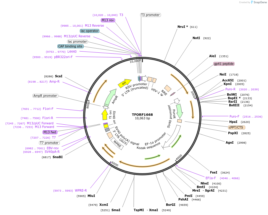143535-plasmid-map-sequence-id-391614