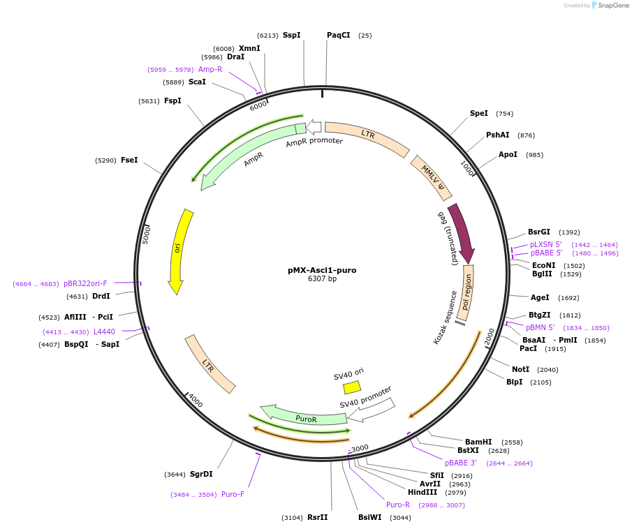 198227-plasmid-map-sequence-id-391639