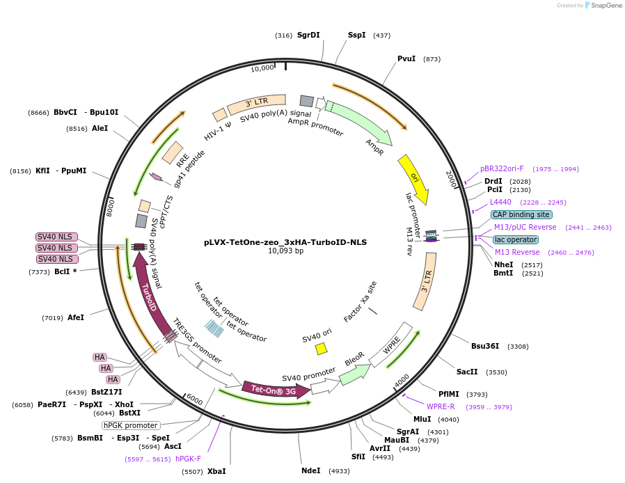 200022-plasmid-map-sequence-id-391647