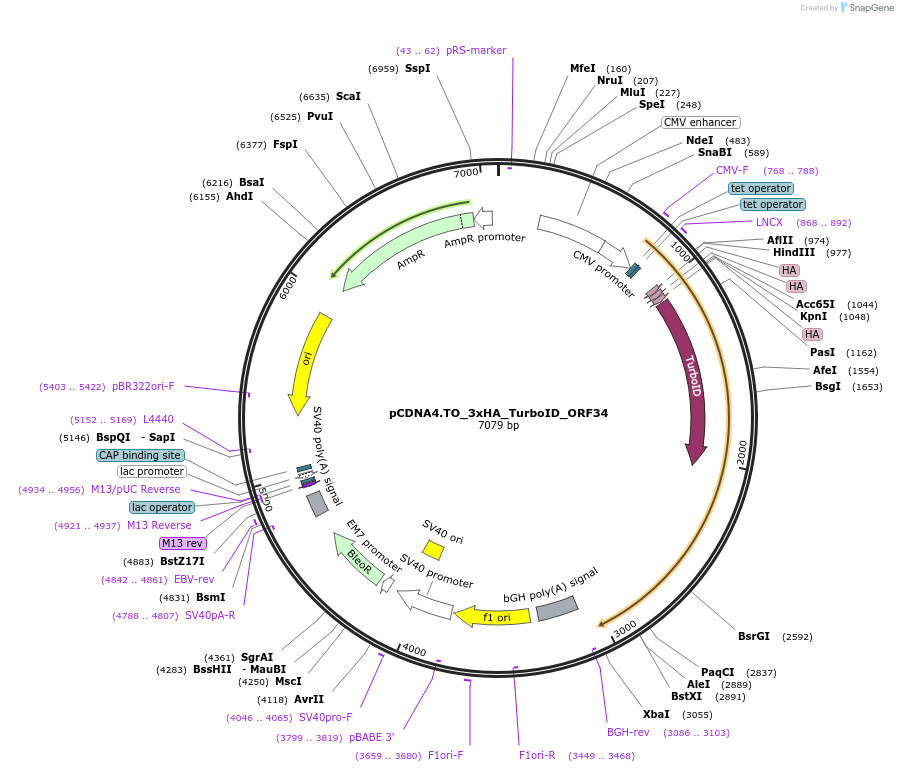 200021-plasmid-map-sequence-id-391648