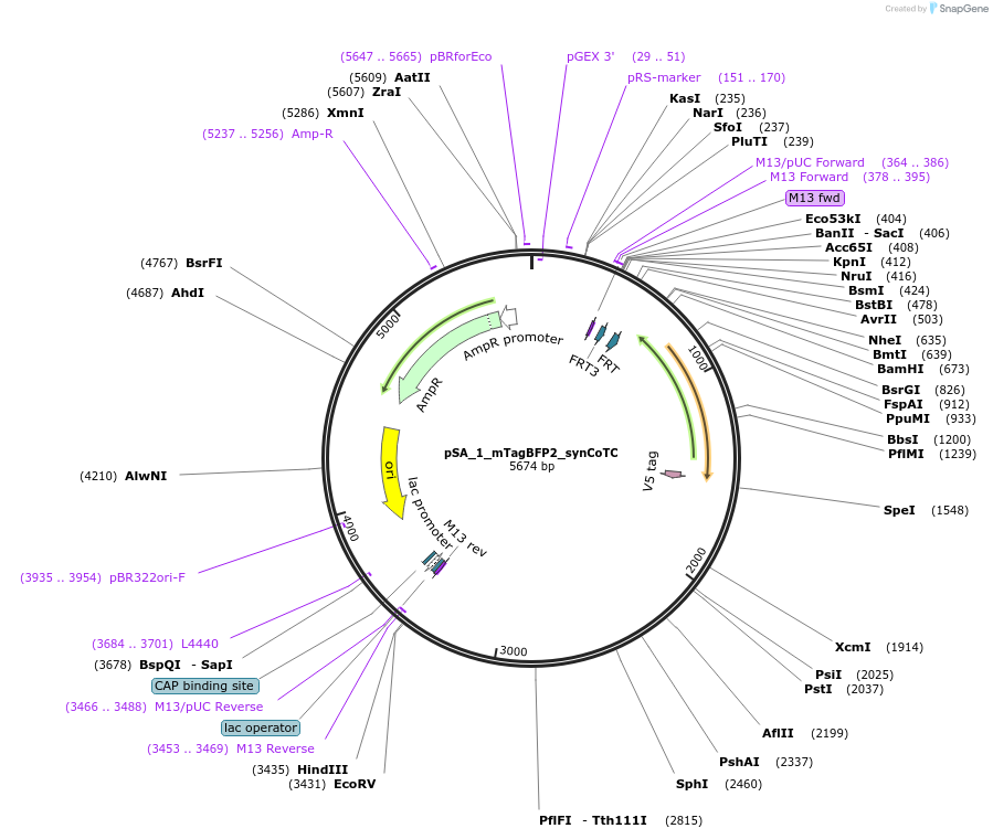 199473-plasmid-map-sequence-id-391652