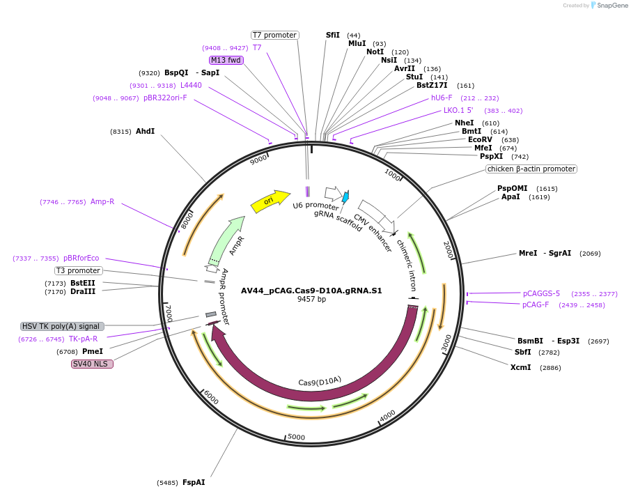 199258-plasmid-map-sequence-id-391654