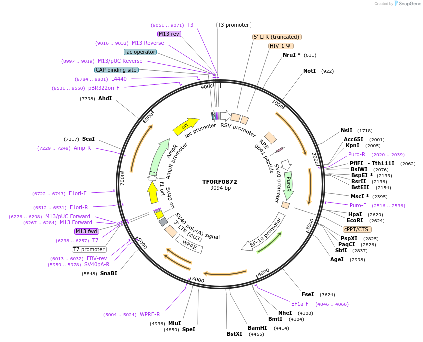 141743-plasmid-map-sequence-id-391661