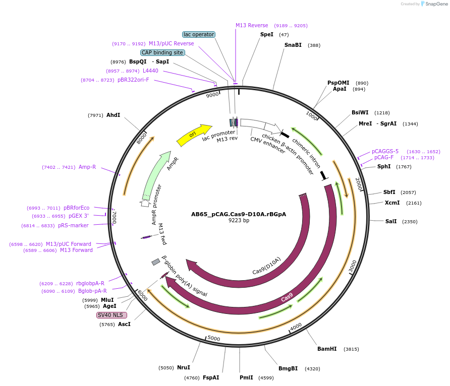 199256-plasmid-map-sequence-id-391667
