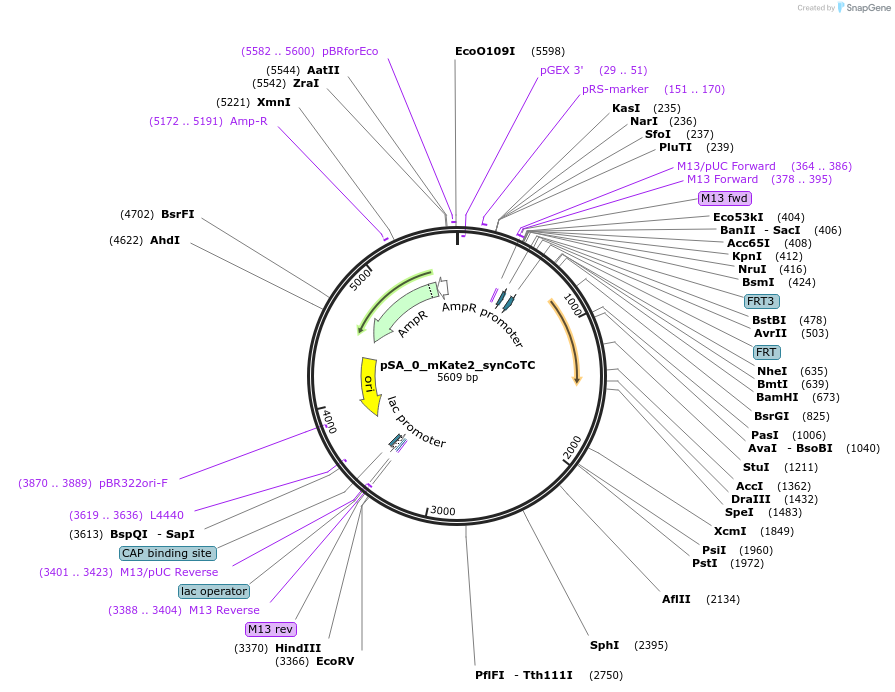 199469-plasmid-map-sequence-id-391670