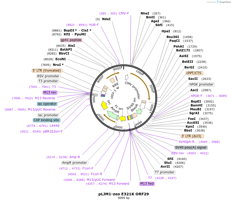 200025-plasmid-map-sequence-id-391685