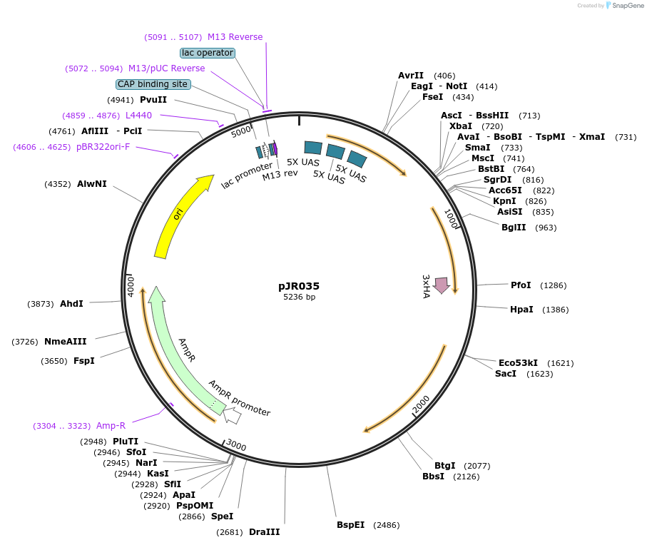 198821-plasmid-map-sequence-id-391688