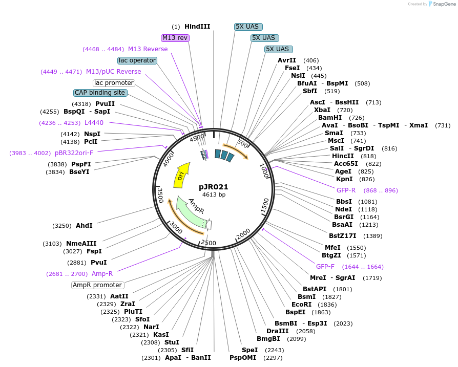 198814-plasmid-map-sequence-id-391694