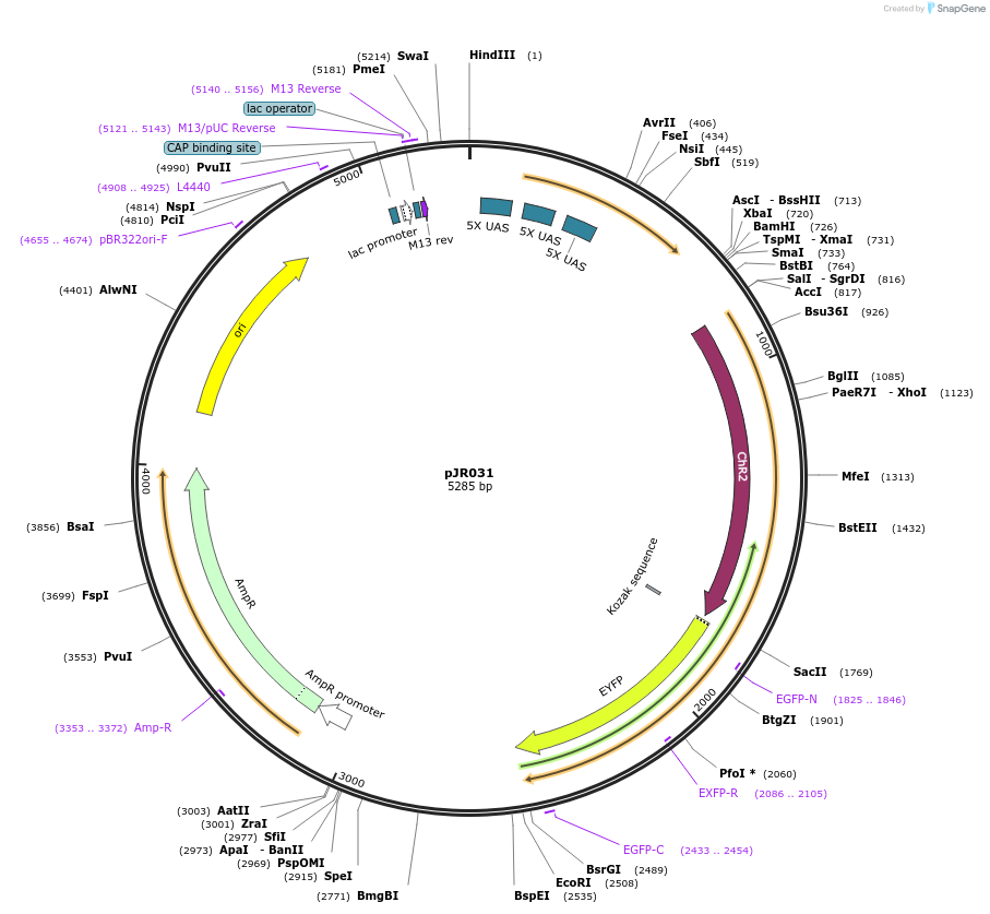 198825-plasmid-map-sequence-id-391695