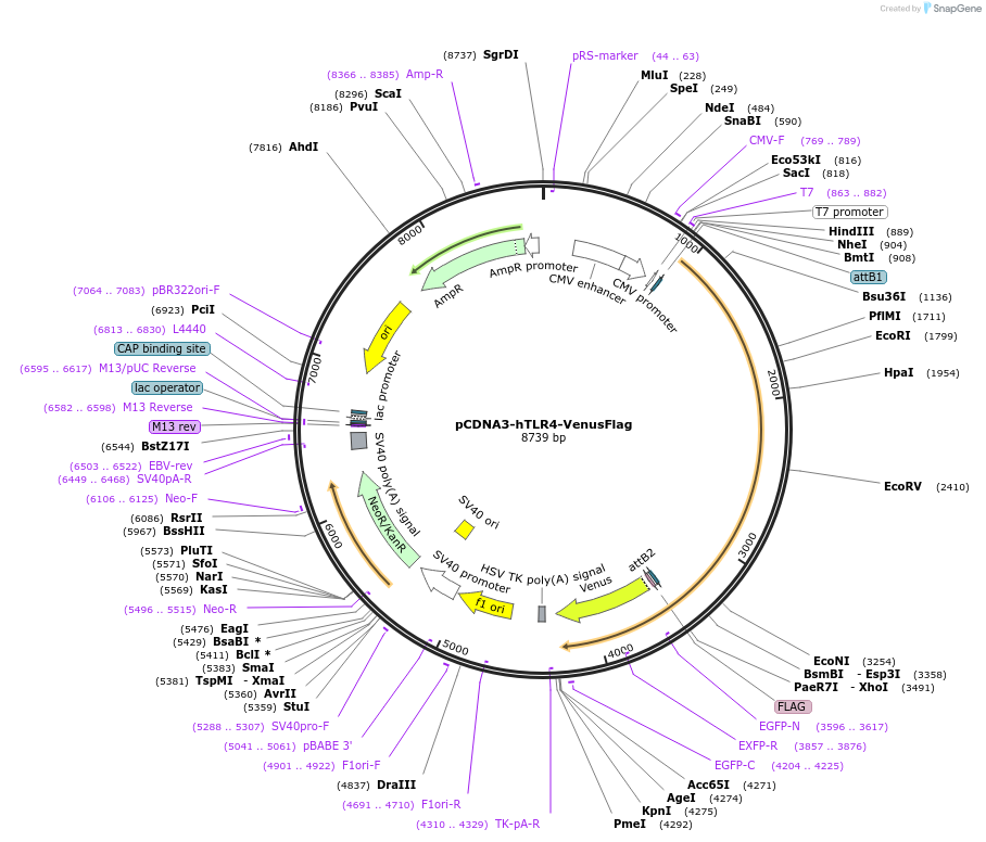 197640-plasmid-map-sequence-id-391702