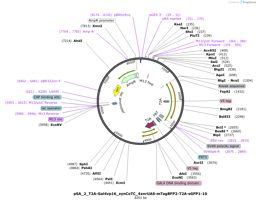 199489-plasmid-map-sequence-id-391703
