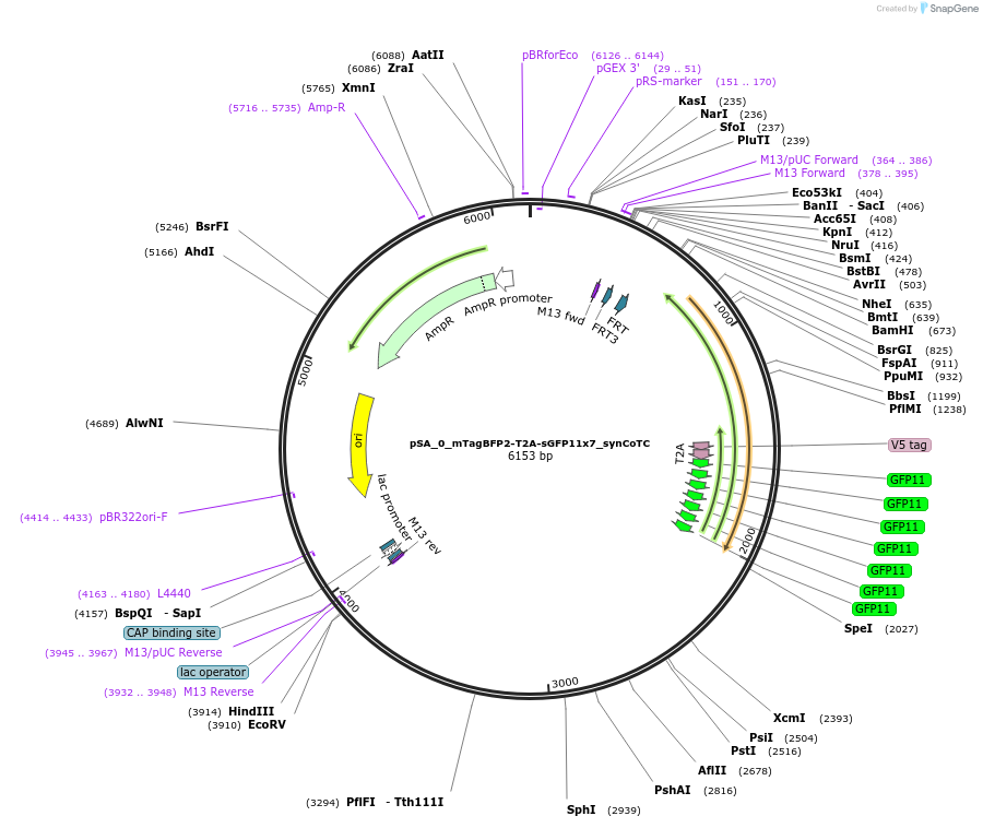 199478-plasmid-map-sequence-id-391706