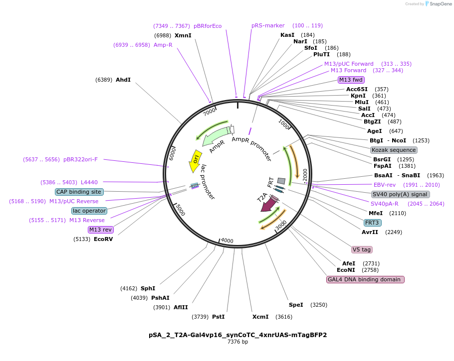 199486-plasmid-map-sequence-id-391708