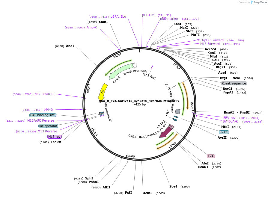 199484-plasmid-map-sequence-id-391711