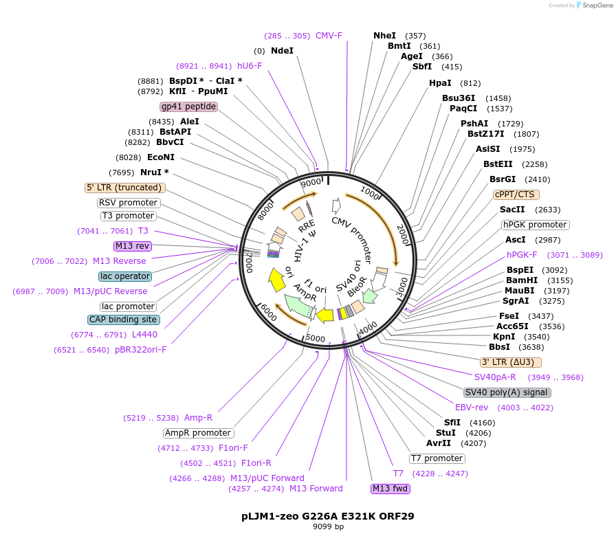 200026-plasmid-map-sequence-id-391732