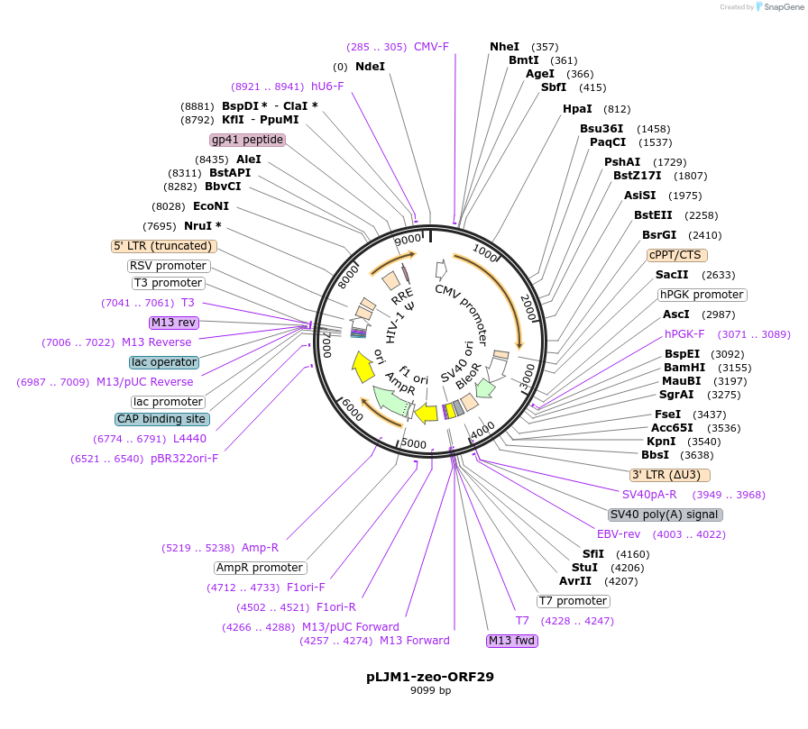200028-plasmid-map-sequence-id-391733