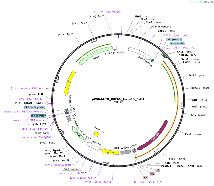 200020-plasmid-map-sequence-id-391735