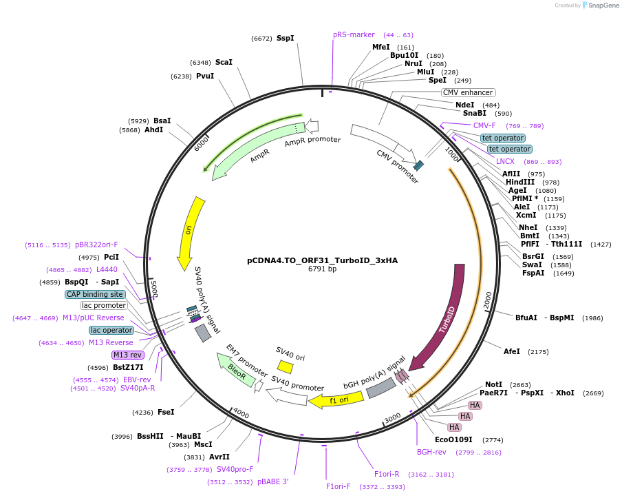 200019-plasmid-map-sequence-id-391738