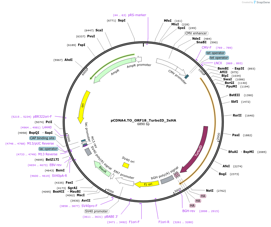 200017-plasmid-map-sequence-id-391760