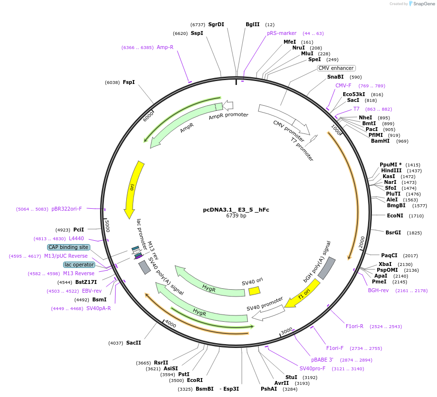 199617-plasmid-map-sequence-id-391774