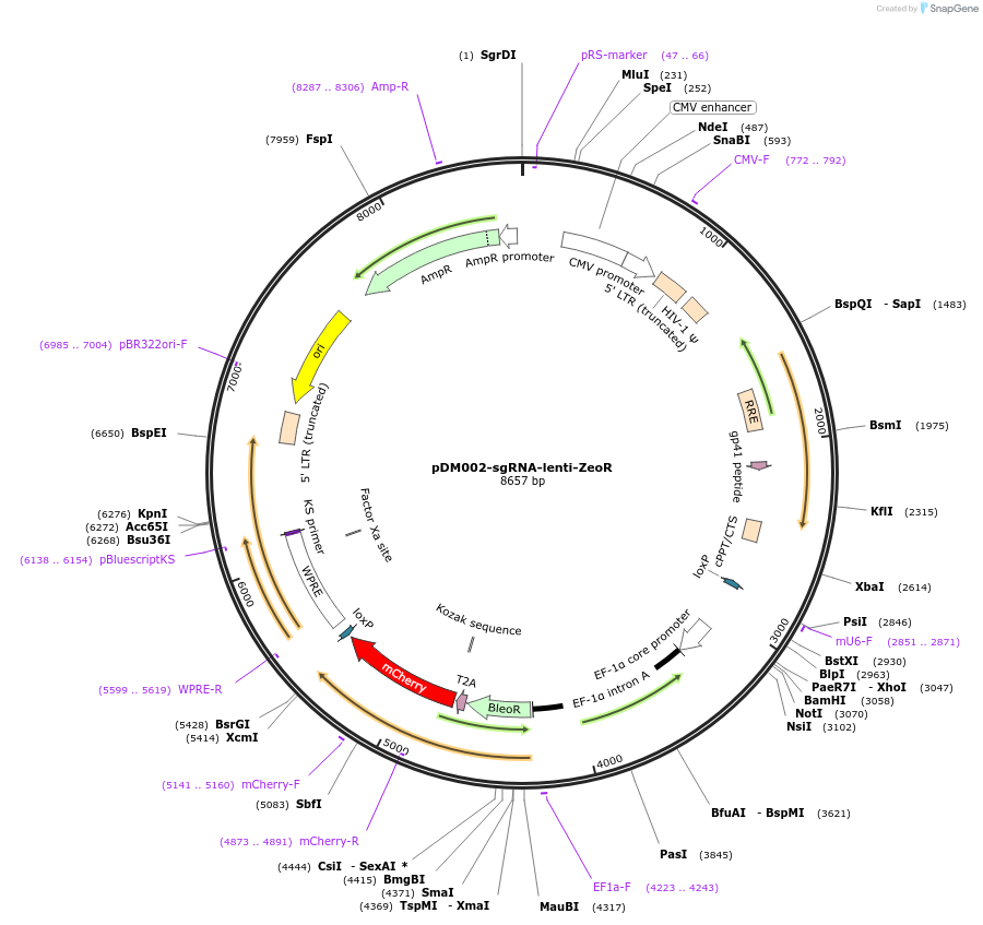 200060-plasmid-map-sequence-id-391775