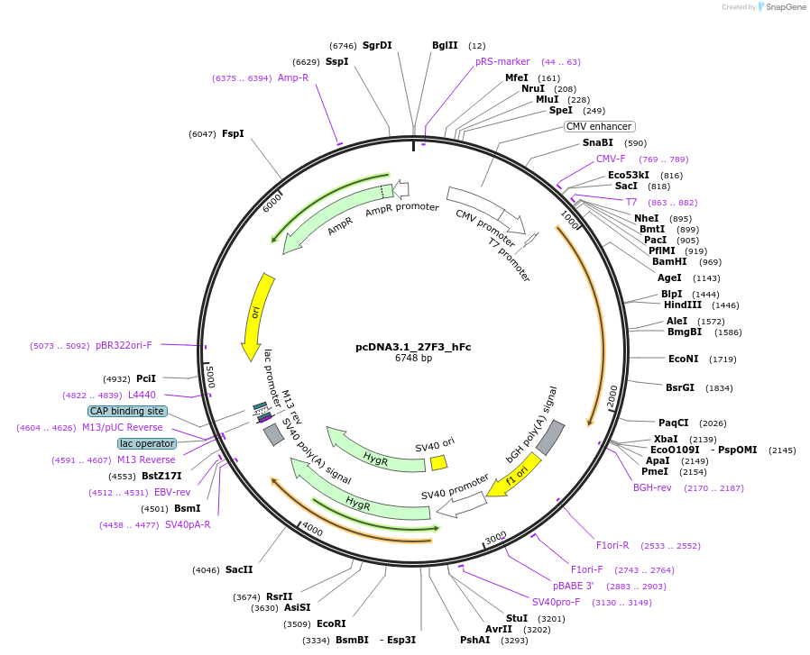 199619-plasmid-map-sequence-id-391777