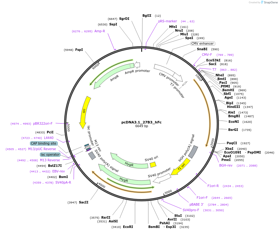 199618-plasmid-map-sequence-id-391778
