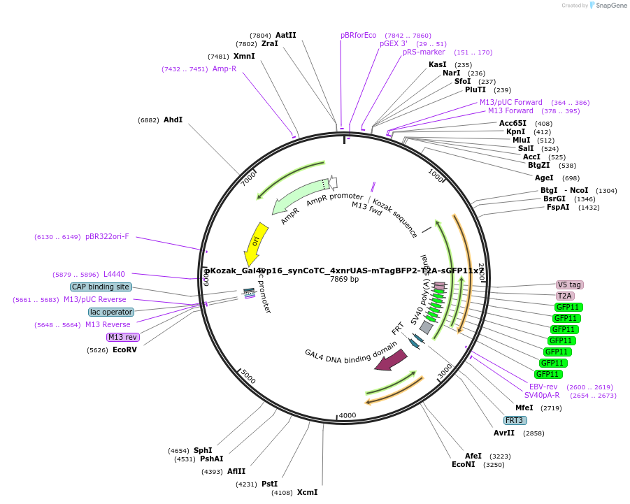 199498-plasmid-map-sequence-id-391782
