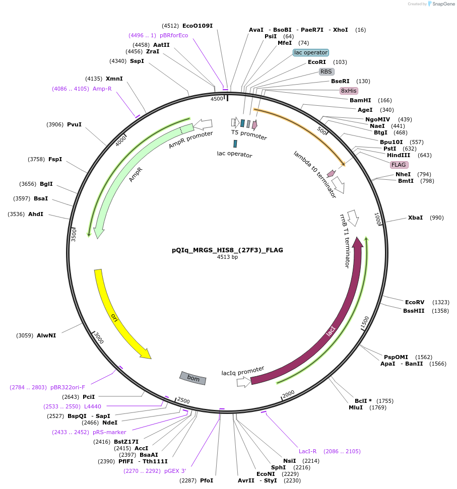 199615-plasmid-map-sequence-id-391786