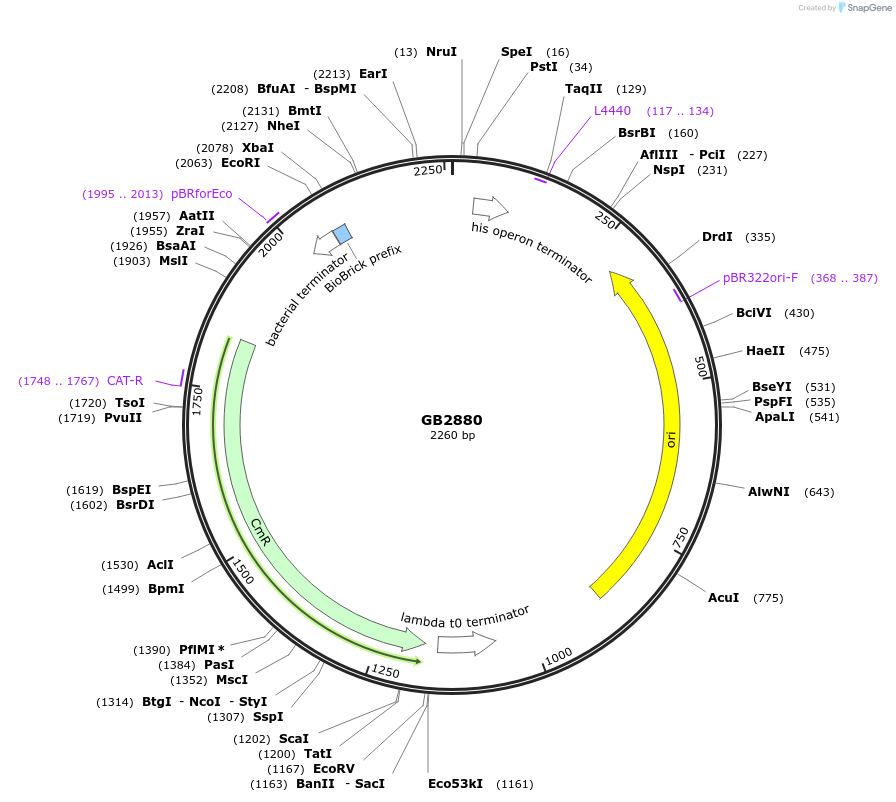 193117-plasmid-map-sequence-id-391789