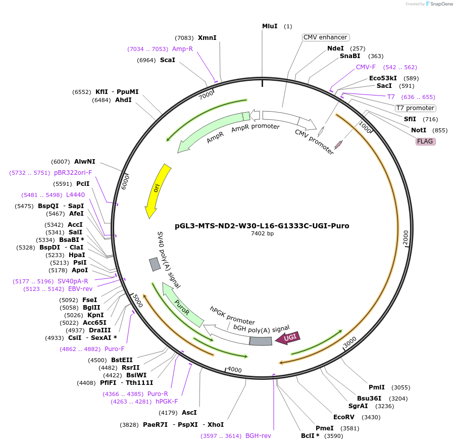 198852-plasmid-map-sequence-id-391799