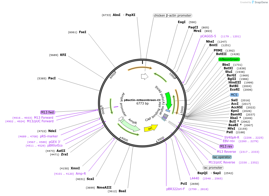 196850-plasmid-map-sequence-id-391800