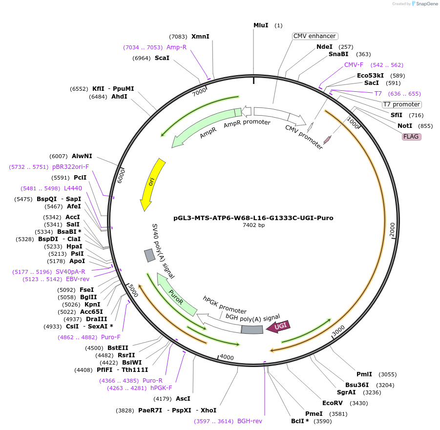 198838-plasmid-map-sequence-id-391807