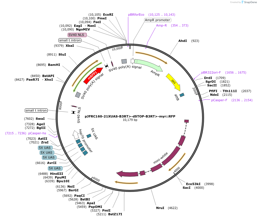 32139-plasmid-map-sequence-id-39181