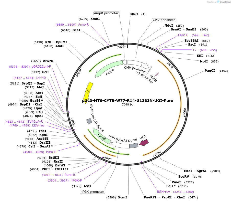 198849-plasmid-map-sequence-id-391810