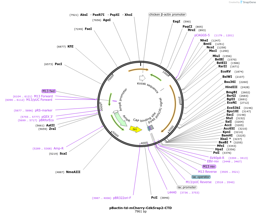 196854-plasmid-map-sequence-id-391811