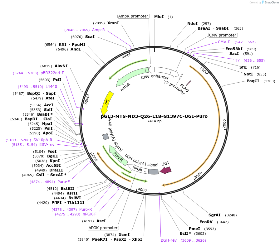 198854-plasmid-map-sequence-id-391812
