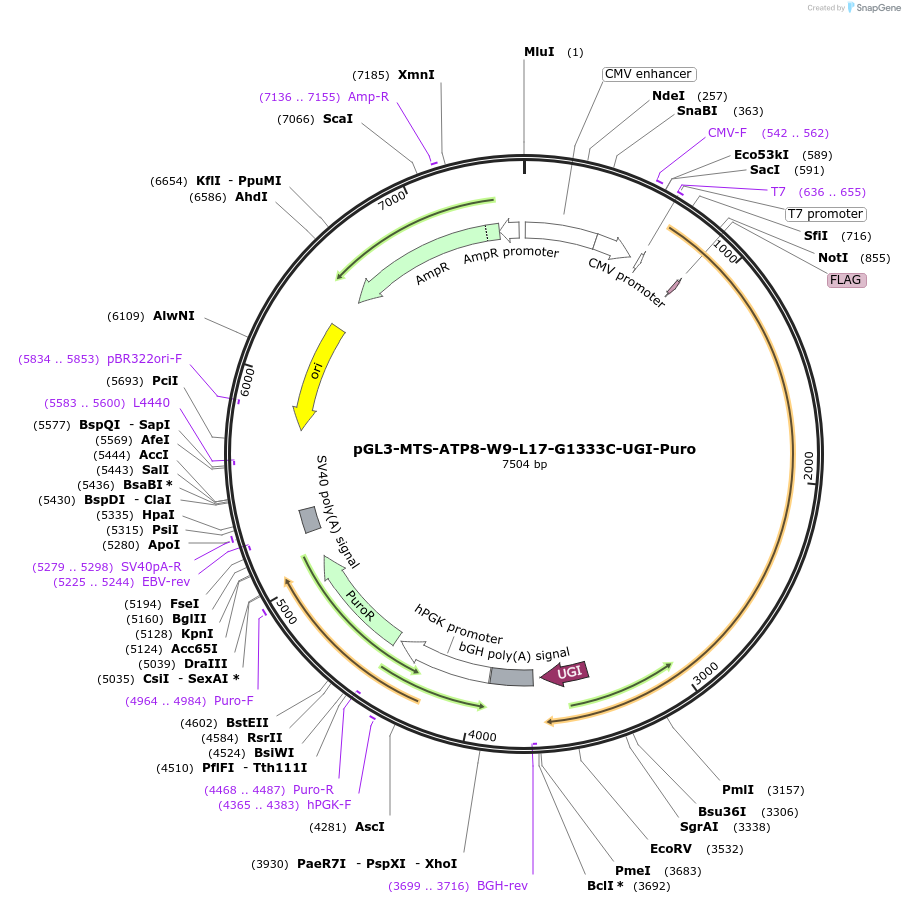198840-plasmid-map-sequence-id-391817